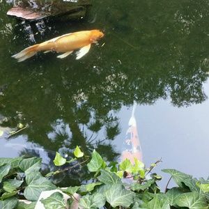 Meet your Posher, Vee